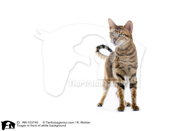 Toyger in front of white background / RR-103740