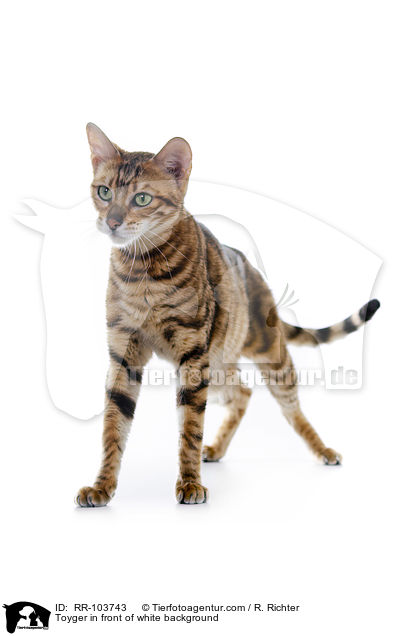 Toyger in front of white background / RR-103743