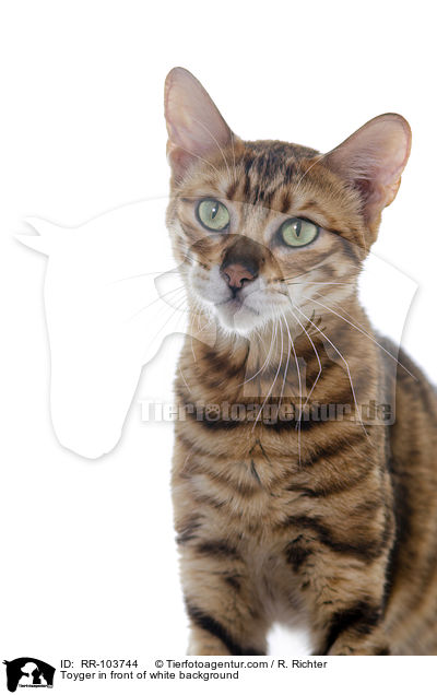 Toyger in front of white background / RR-103744