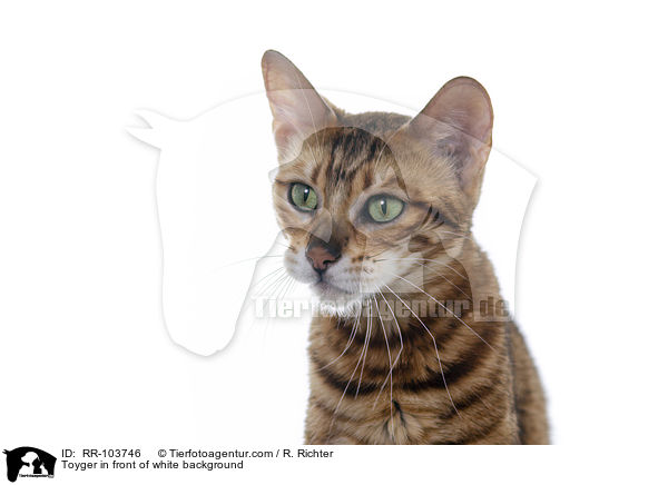 Toyger in front of white background / RR-103746