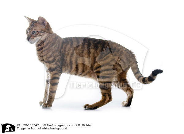 Toyger in front of white background / RR-103747