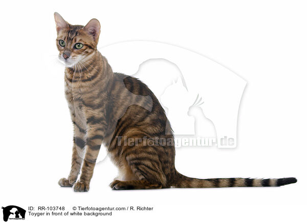 Toyger in front of white background / RR-103748