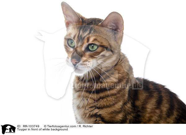 Toyger in front of white background / RR-103749