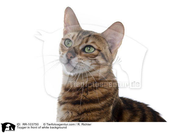 Toyger in front of white background / RR-103750