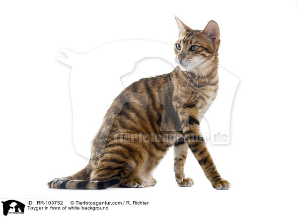 Toyger in front of white background / RR-103752