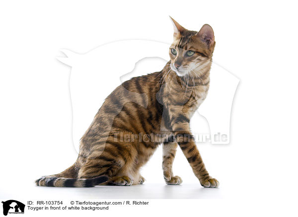 Toyger in front of white background / RR-103754