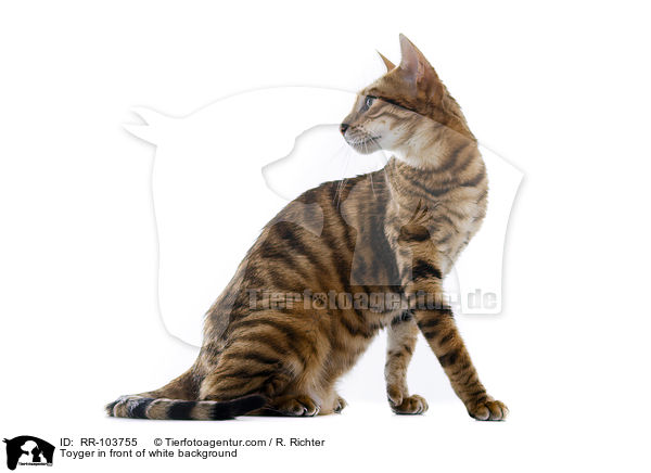Toyger in front of white background / RR-103755