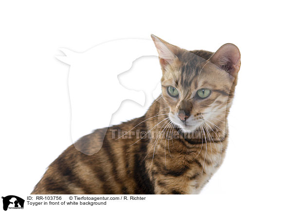 Toyger in front of white background / RR-103756