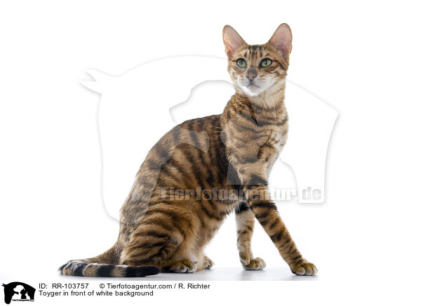 Toyger in front of white background / RR-103757