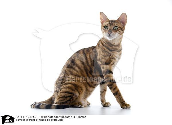 Toyger in front of white background / RR-103758