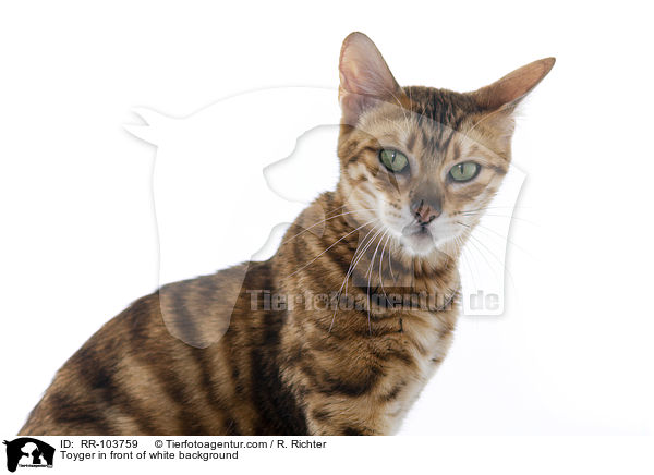 Toyger in front of white background / RR-103759