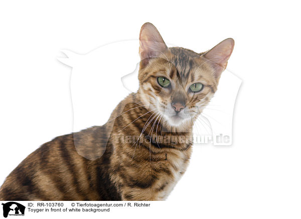 Toyger in front of white background / RR-103760