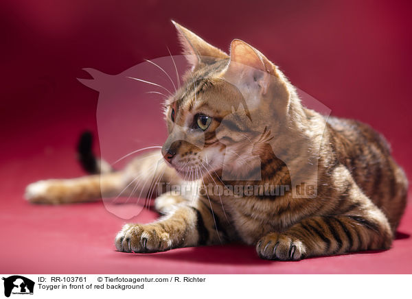 Toyger in front of red background / RR-103761