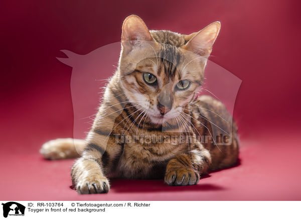 Toyger in front of red background / RR-103764