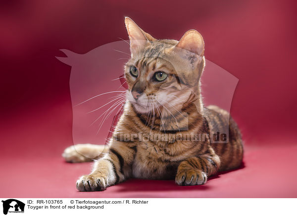 Toyger in front of red background / RR-103765