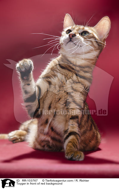 Toyger in front of red background / RR-103767