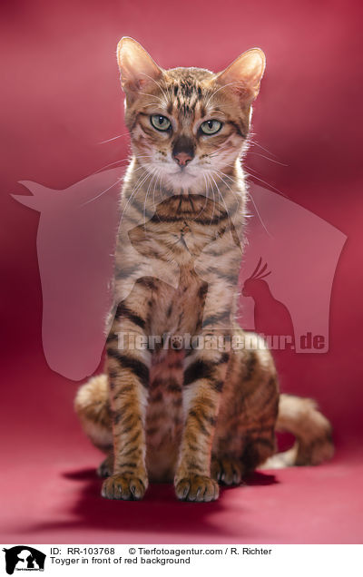 Toyger in front of red background / RR-103768