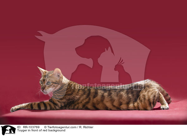 Toyger in front of red background / RR-103769
