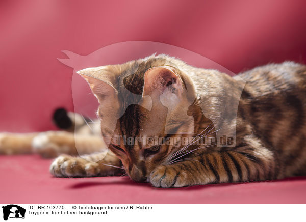 Toyger in front of red background / RR-103770