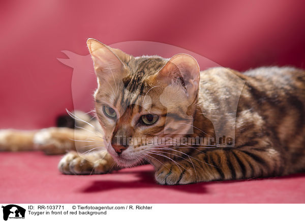 Toyger in front of red background / RR-103771