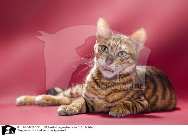 Toyger in front of red background / RR-103772