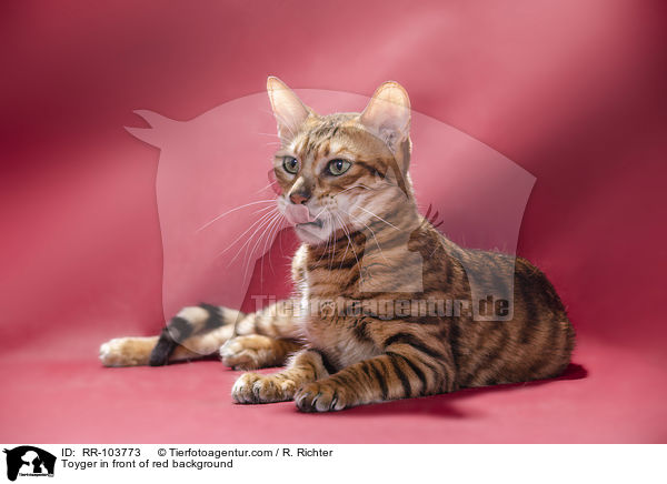 Toyger vor rotem Hintergrund / Toyger in front of red background / RR-103773