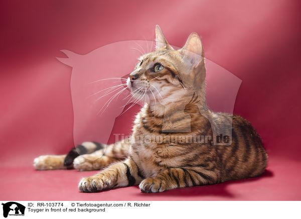 Toyger in front of red background / RR-103774