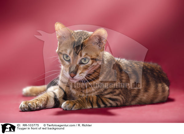 Toyger in front of red background / RR-103775
