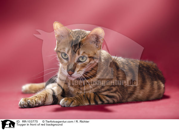 Toyger vor rotem Hintergrund / Toyger in front of red background / RR-103775
