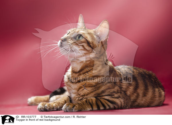 Toyger in front of red background / RR-103777