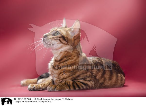 Toyger in front of red background / RR-103778