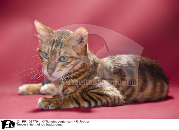 Toyger in front of red background / RR-103779