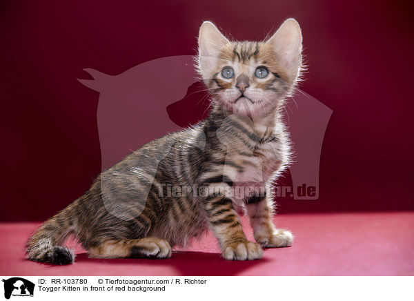 Toyger Kitten in front of red background / RR-103780