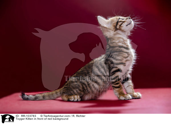 Toyger Ktzchen vor rotem Hintergrund / Toyger Kitten in front of red background / RR-103783