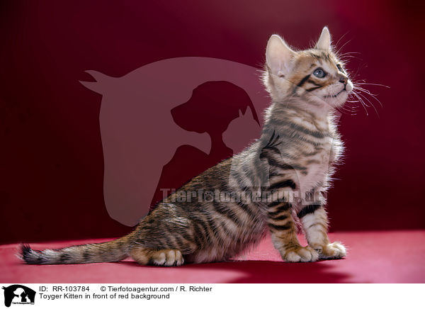 Toyger Kitten in front of red background / RR-103784
