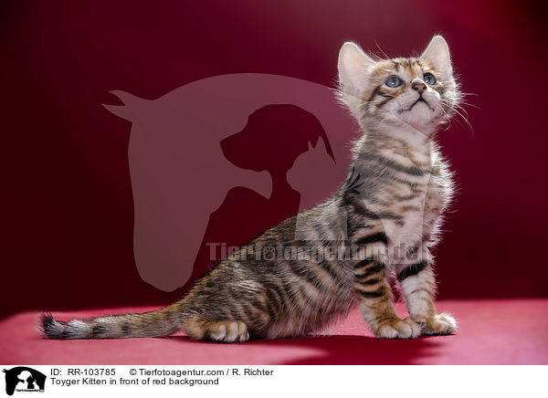 Toyger Kitten in front of red background / RR-103785