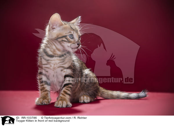 Toyger Kitten in front of red background / RR-103786