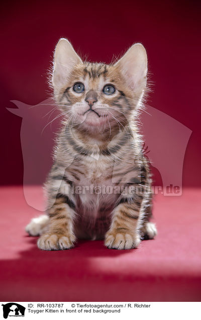Toyger Kitten in front of red background / RR-103787
