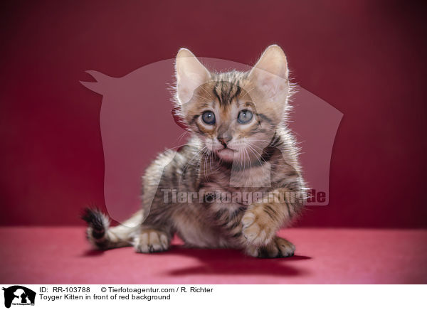 Toyger Kitten in front of red background / RR-103788