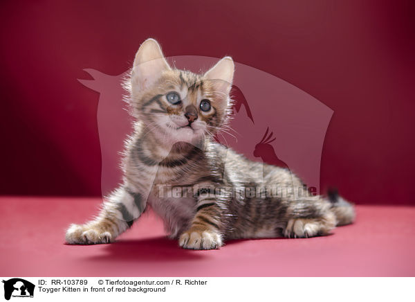Toyger Kitten in front of red background / RR-103789