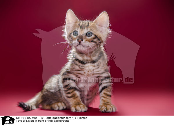 Toyger Ktzchen vor rotem Hintergrund / Toyger Kitten in front of red background / RR-103790