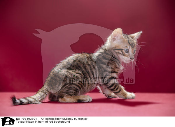 Toyger Kitten in front of red background / RR-103791