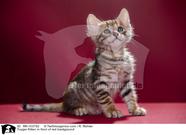 Toyger Kitten in front of red background / RR-103792