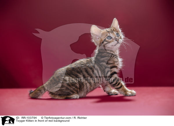 Toyger Kitten in front of red background / RR-103794