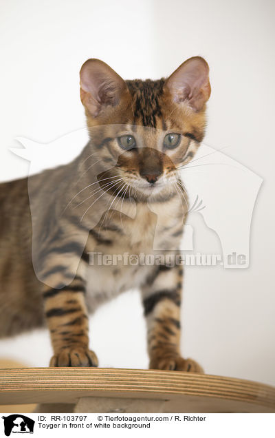 Toyger in front of white background / RR-103797