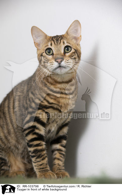 Toyger in front of white background / RR-103798