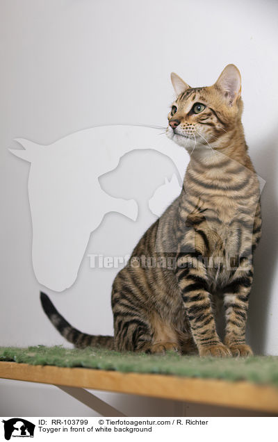 Toyger in front of white background / RR-103799