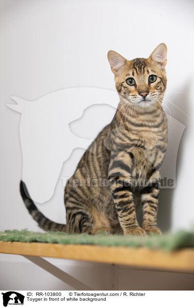 Toyger in front of white background / RR-103800