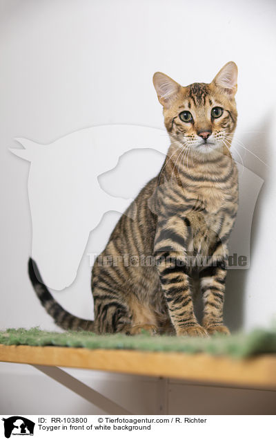 Toyger vor weiem Hintergrund / Toyger in front of white background / RR-103800
