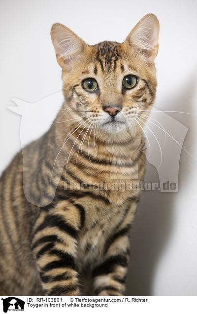 Toyger in front of white background / RR-103801